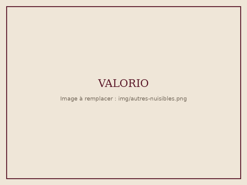 Intervention Valorio : autres nuisibles